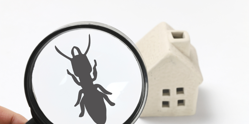 Indoor Pest Control in Des Moines, Iowa