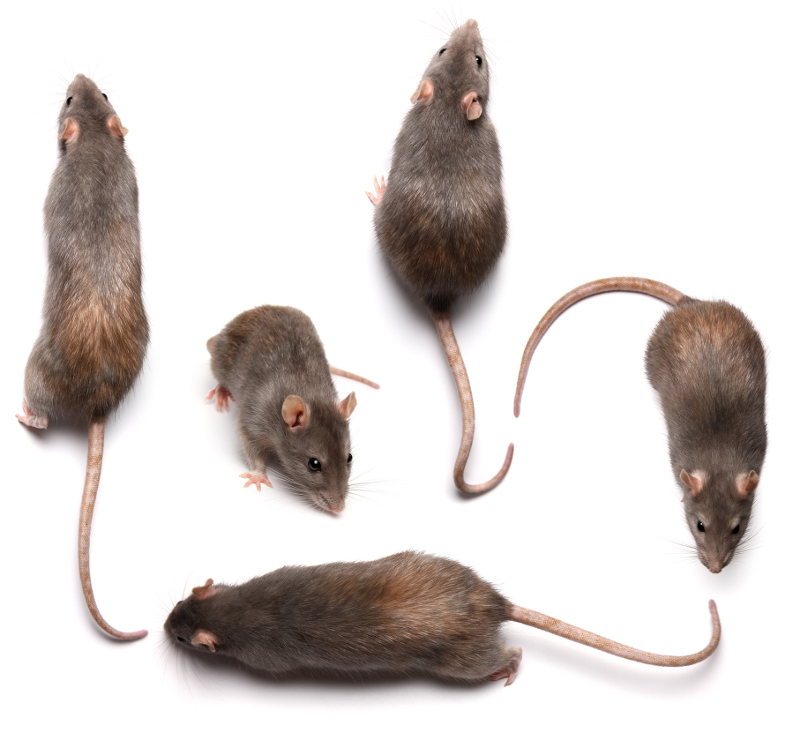 Rodent Pest Control in Des Moines, Iowa