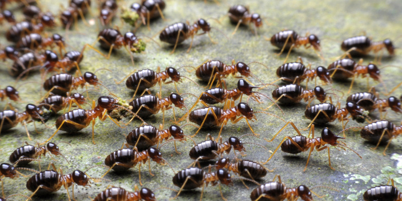 Termite Removal Services in West Des Moines, Iowa