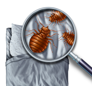 reliable bed bug removal services you need