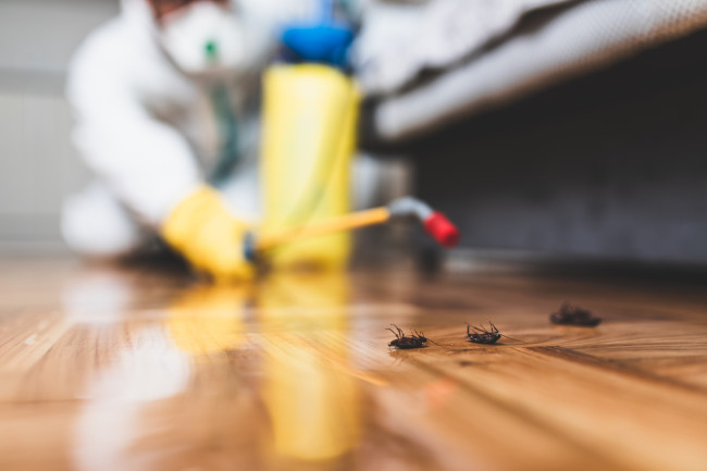 Pest Control Companies, Des Moines | Downs Pest Control & Property