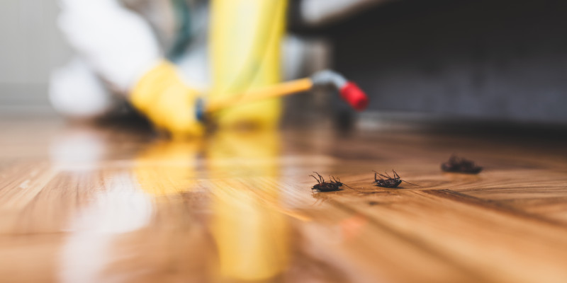 Pest Control Companies in Des Moines, Iowa