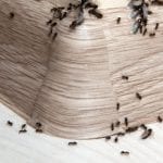 Carpenter Ant Removal in West Des Moines, Iowa