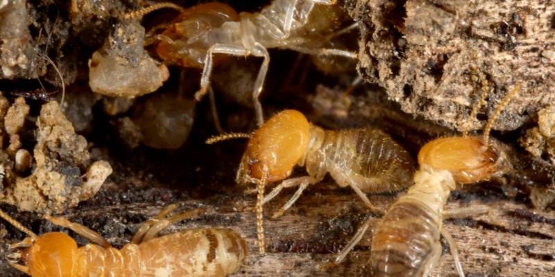 Termite Removal in Des Moines, Iowa